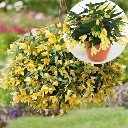 Begonia boliviensis 'Bellavista® Lemon' - Boliivia begoonia 'Bellavista® Lemon' P9/0,55L